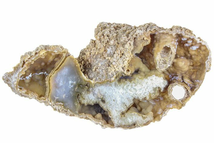 11.8" Agatized Fossil Coral Geode - Florida